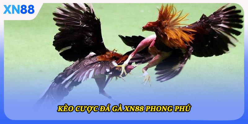 Kèo cược đá gà XN88 phong phú