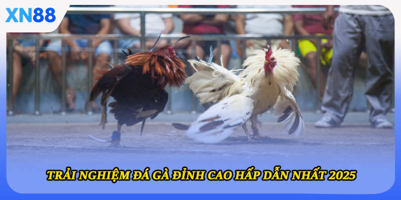 Trải nghiệm đá gà đỉnh cao hấp dẫn nhất 2025